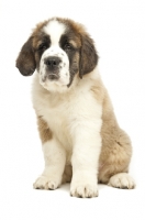 Picture of Saint Bernard puppy sitting on white background