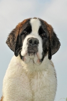 Picture of Saint Bernard puppy