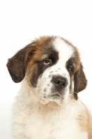 Picture of Saint Bernard pup