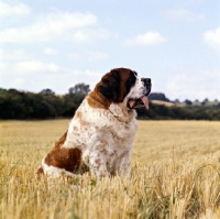 Picture of saint bernard sat in a field straw