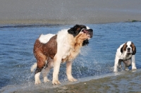 Picture of Saint Bernard shaking water 