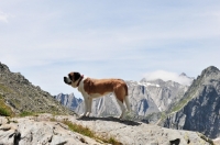 Picture of Saint Bernard, side view, in Swiss Alps (near St, Bernard Pass)