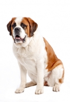 Picture of Saint Bernard sitting in studio