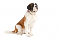 Picture of Saint bernard sitting on white background