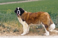 Picture of Saint Bernard standing near a field, side view