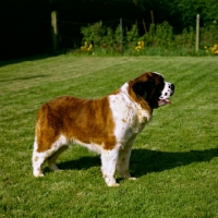 Picture of saint bernard standing on a lawn, ch lucky charm of whaplode (sue)