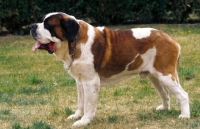 Picture of Saint Bernard standing on grass, side view