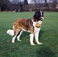 Picture of saint bernard standing with cask on neck