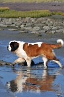 Picture of Saint Bernard walking in water