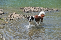 Picture of Saint Bernard walking in water