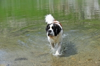 Picture of Saint Bernard walking in water