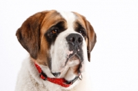 Picture of Saint Bernard wearing a red collar