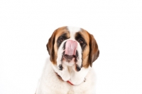 Picture of Saint Bernard with tongue out