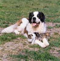 Picture of saint bernard with two kittens