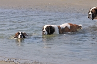 Picture of Saint Bernards in water