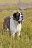 Picture of Saint Bernard