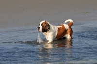 Picture of Saint Bernard