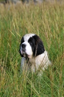 Picture of Saint Bernard