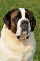 Picture of Saint Bernard