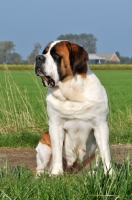 Picture of Saint Bernard