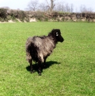 Picture of saint kilda sheep in field