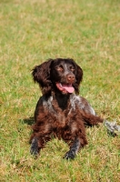 Picture of Saint Usuge Spaniel (aka Epagneul de Saint-Usuge)