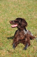 Picture of Saint Usuge Spaniel (aka Epagneul de Saint-Usuge)