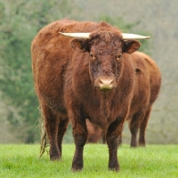 Picture of Salers cow