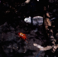 Picture of sally lightfoot crab and marine iguana, punta espinosa, fernandina island, galapagos islands