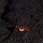 Picture of sally lightfoot crab looking at camera, fernandina island on lava, black rock, galapagos 