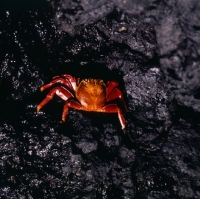 Picture of sally lightfoot crab on lava, fernandina island, galapagos 