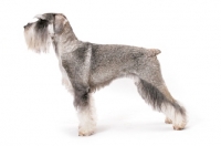 Picture of Salt & Pepper Schnauzer, Australian Champion, posed