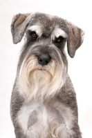 Picture of Salt & Pepper Schnauzer, Australian Champion, portrait