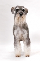 Picture of Salt & Pepper Schnauzer, Australian Champion