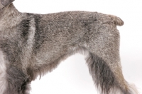 Picture of Salt & Pepper Schnauzer, Australian Champion, coat close up