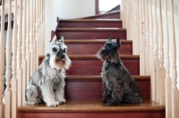 Picture of Salt and pepper and black Miniature Schnauzers sitting on stairs.