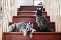 Picture of Salt and pepper and black Miniature Schnauzers on stairs.