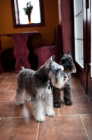 Picture of Salt and pepper and black Miniature Schnauzers looking out window in kitchen.