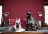 Picture of Salt and pepper and black Miniature Schnauzers on bed.