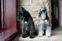Picture of Salt and pepper and black Miniature Schnauzers standing on stone ledge, looking out window.