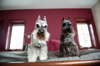 Picture of Salt and pepper and black Miniature Schnauzers on bed.