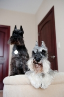 Picture of Salt and pepper and black Miniature Schnauzers on chair.