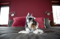 Picture of Salt and pepper Miniature Schnauzer on bed with legs splayed.