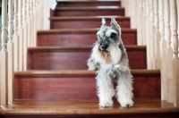 Picture of Salt and pepper Miniature Schnauzer standing on stairs.
