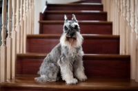 Picture of Salt and pepper Miniature Schnauzer sitting on stairs.