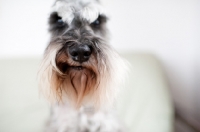 Picture of Salt and pepper Miniature Schnauzer nose.