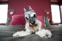 Picture of Salt and pepper Miniature Schnauzer on bed with legs splayed.