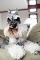 Picture of Salt and pepper Miniature Schnauzer resting on sofa arm.