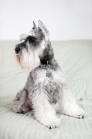 Picture of Salt and pepper Miniature Schnauzer sitting on futon.