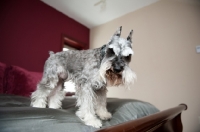 Picture of Salt and pepper Miniature Schnauzer on bed